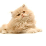 Cat Cafe Coming To San Francisco