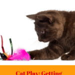 Cat Play: Getting The Most Out Of Interactive Toys