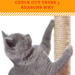 5 Reasons Cats Stop Using Scratching Post