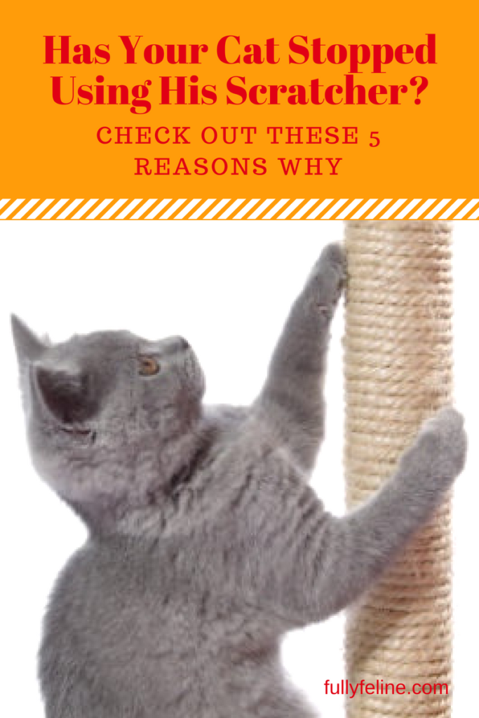 cat scratching post