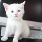 The Cat Brain:  Inspiration For Supercomputers