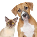 Pet Stain And Odor Removers:  What To Use