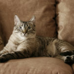 Living With Pets: Picking Pet-Friendly Furniture