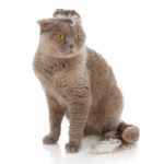 Cat Poem: How To Spoil Your Valentine