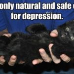 Cat Humor:  A Cure For Depression