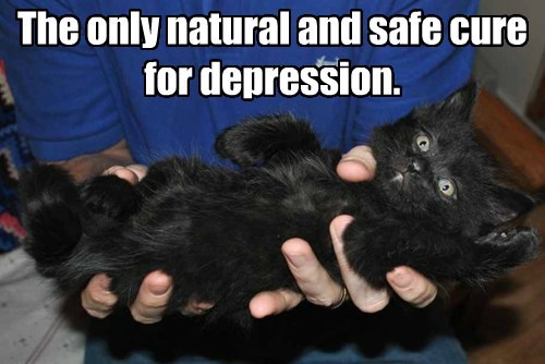 Cat Humor: A Cure For Depression