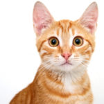 Cat Adoption: Cat About Town Showcases Adoptable Felines