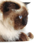 Bladder Stone Prevention In Cats