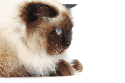 Bladder Stone Prevention In Cats