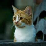 Cat Story:  New Churchill Cat At Chartwell