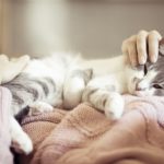 Cat Care:  What NOT To Do