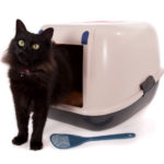 Kitty Litter and Litter Boxes:  What Will They Be Like In 50 Years?