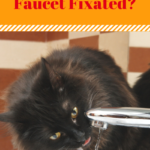 Cat Behavior: Is Your Cat Faucet Fixated?