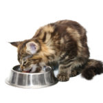 Feeding In Multi Cat Households