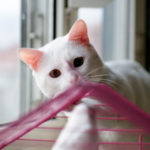 Cats And Birds Can Live Together…..With Careful Planning