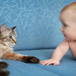 Cat And Child:  Tips For Safe Interactions