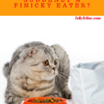 Cat Food Preferences: Why Is My Cat Suddenly A Finicky Eater?