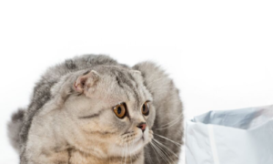 Cat Food Preferences: Why Is My Cat Suddenly A Finicky Eater?