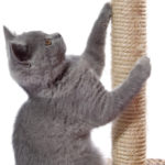 DIY Project:  Make A Scratching Post For Your Cat