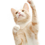 Keep Cats Occupied When You’re Away