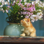 Cat Poem:  Our Mother