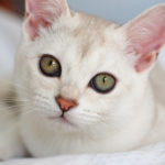 Cat Proofing Your Home