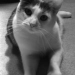 Why Cats Rule Over Dogs
