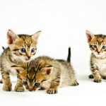 Kitten Nursery Programs Helping Save Lives