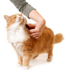 Cat Grooming:  10 Tips To Keep Your Cat’s Coat Looking Great