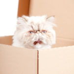 Cat Poetry:  Boxes By Teresa Harrison-Best