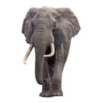 Elephant Appreciation Day:  10 Facts You May Not Know About Elephants