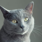 Signs Of Stroke In Cats