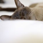 Cat Behavior: Is Your Cat Keeping You Up At Night?