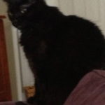 Bladder Stones In Cats