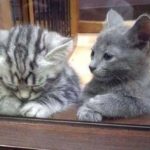 Cat Poem:  Happy New Year 2015