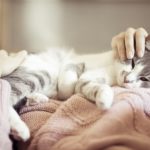 Planning For Your Pet’s Future