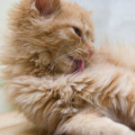 Why Do Cats Groom Themselves So Much?
