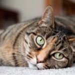 Love Your Pet Day:  Does Your Cat Love You In Return?