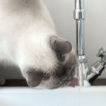 Cat Behavior: When A Cat Only Wants Water From The Faucet