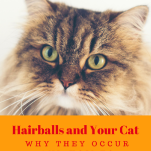Hairballs In Cats: Why They’re Dangerous & Prevention Tips