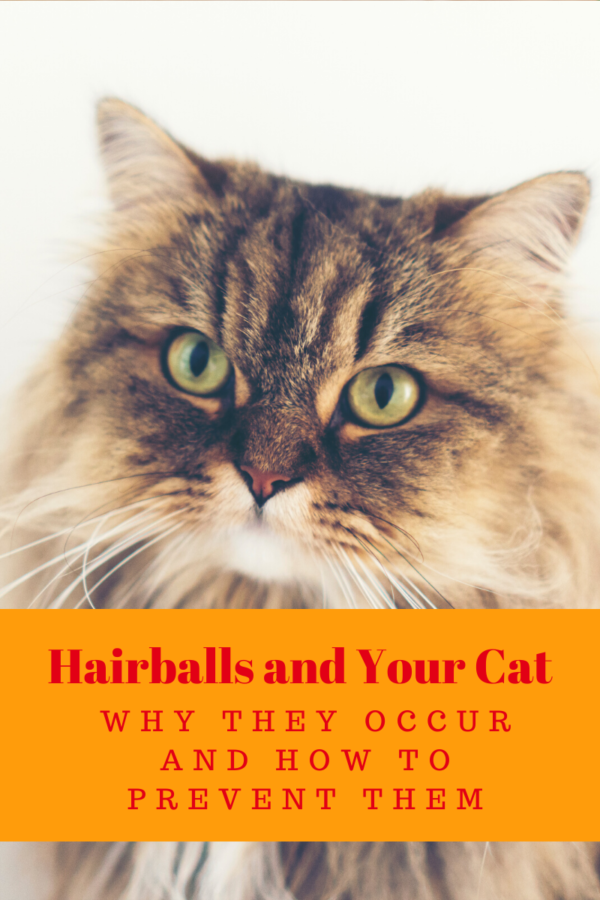Hairballs and your cat blog graphic