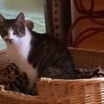 Flori The Cat: From Streets Of Romania To A Forever Home