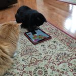 Cat Tested And Approved: Toys And Apps Cats Love