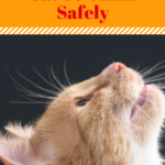 Training Your Cat To Climb Safely