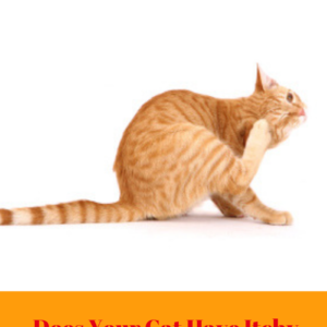 Itchy Ears In Cats: Causes And Solutions