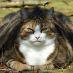 Overweight Cats: Getting Your Cat In Shape