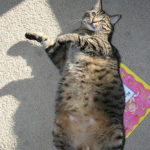 Cat Obesity:  Are You Making Your Cat Fat?