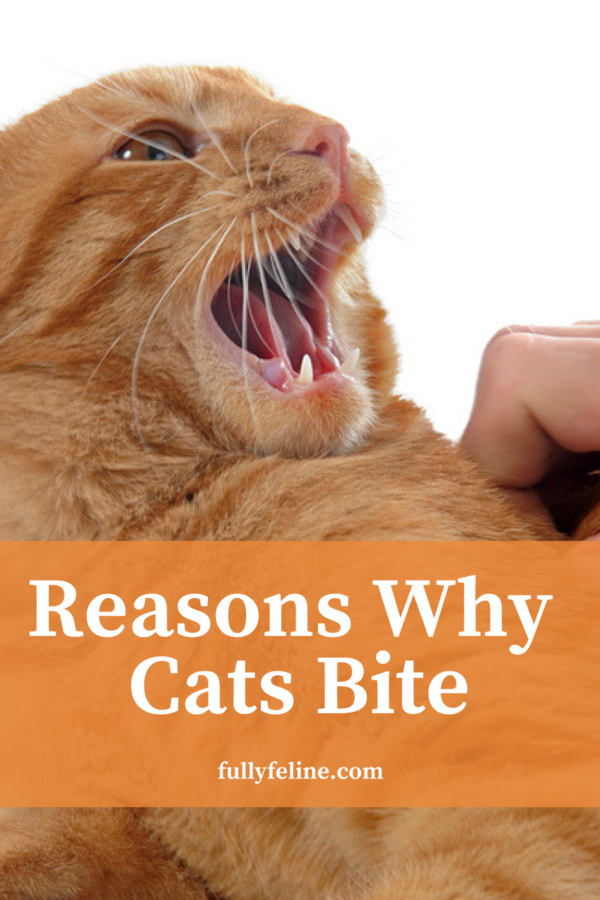 cat-behavior-why-cats-bite