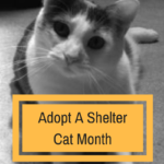 Adopt A Shelter Cat Month:  Marty’s Story