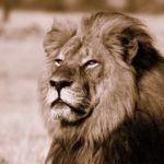 Lions And African People: Can They Co-Exist?